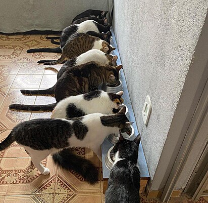 Os 10 gatos estão comendo juntos.
