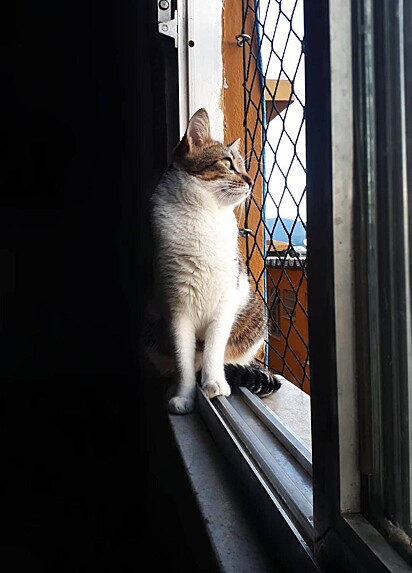 Princesa está olhando pela janela.