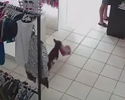 O cãozinho está saindo da loja com o brinquedo.