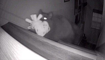 O gatinho está subindo as escadas carregando um brinquedo.