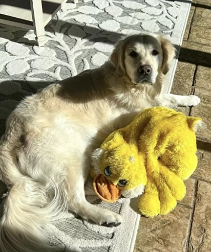 O cão está deitado no sol com o brinquedo favorito.