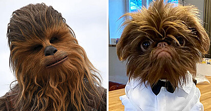 Uma comparação entre o cão e Chewbacca.