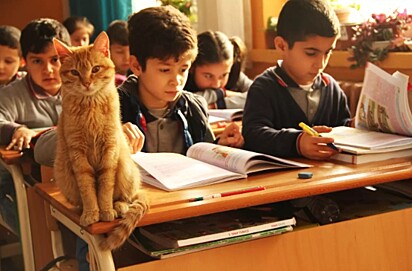 O gatinho está ao lado de alunos.