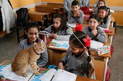 O gatinho está em cima da classe dos alunos.
