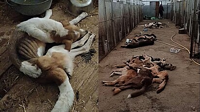 Cães são encontrados mortos em abrigo da Ucrânia após um mês sem acesso a comida.