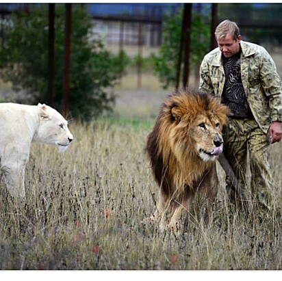 Um dos cuidadores ao lado de um dos leões.
