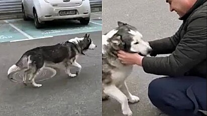 Ao avistar dono cão corre ao seu encontro e resmunga de saudade.