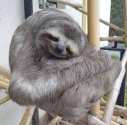 A preguiça está dormindo agarrada em um bamboo.