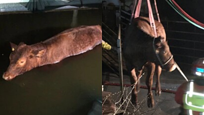O touro ficou na água por 4 horas.