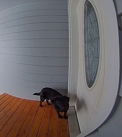A cadela está em frente a porta de casa.