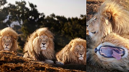 Leões impressionam fotógrafo por serem inseparáveis e carinhosos entre si.