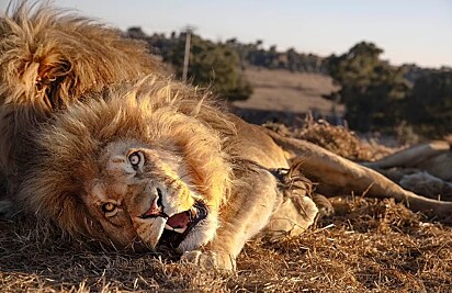 O leão está confortável na presença do fotógrafo.