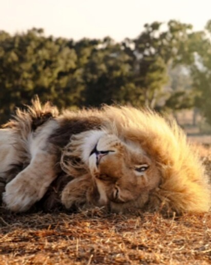 Um dos leões está deitado de barriga para cima.