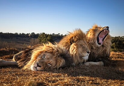 Os leões estão dormindo juntos.