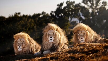 Os irmãos leões estão lado a lado.