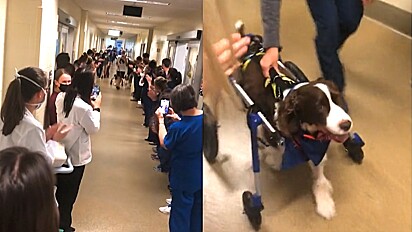 O cão saiu do hospital precisando usar uma cadeira de rodas.