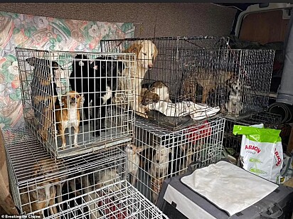 O dono do abrigo que recebeu ajuda orientou quais animais poderiam ficar juntos na mesma gaiola durante o transporte.