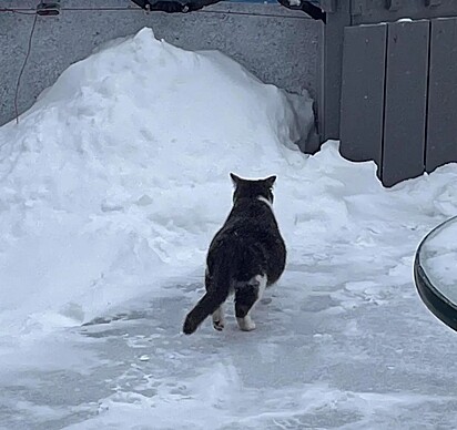 A gata andando na neve.