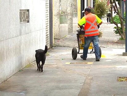 O cão está acompanhado o trabalhador.