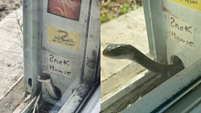 A cobra vive no quintal de Melissa.