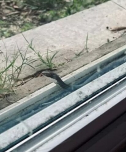 A serpente está passando pela porta de casa de Melissa.