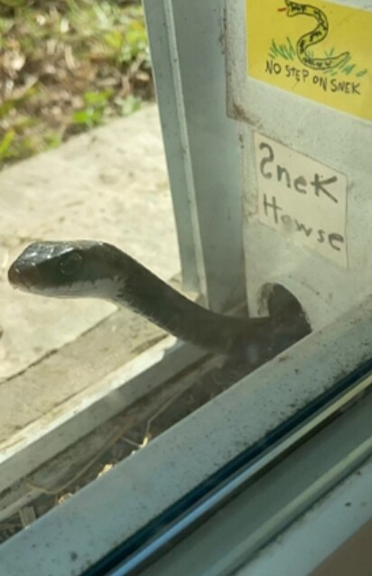 A Serpente está saindo de dentro do compartimento da porta.