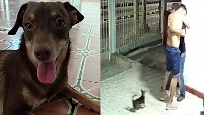 Cão desaparece de casa na Colômbia e encontra o caminho de volta sozinho.