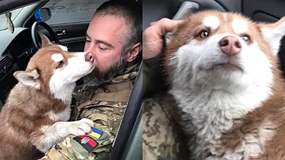 O cão está sob os cuidados do soldado até ser devolvido para sua família.