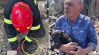 Filhote de cachorro é resgatado com vida em meio ao escombros da guerra e reunido com o seu dono.
