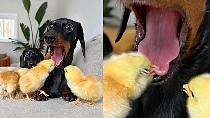 Cachorrinha é bicada por pintinho durante sessão de fotos.