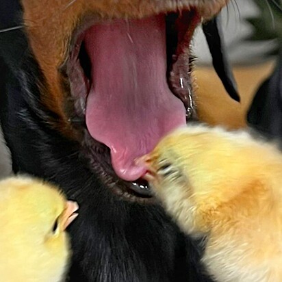 O pintinho aproveitou que a boca da cachorrinha estava aberta e bicou a sua língua.