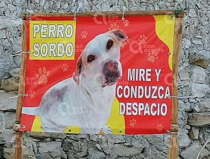 O cartaz tem uma foto do cão.
