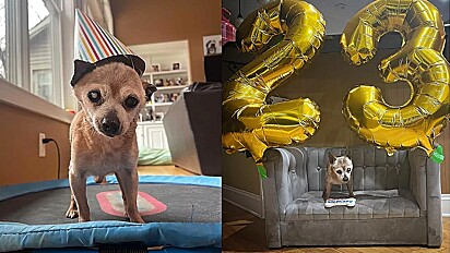 Cão ganha linda festa de aniversário.