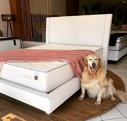 O cão está ao lado de uma cama da loja.