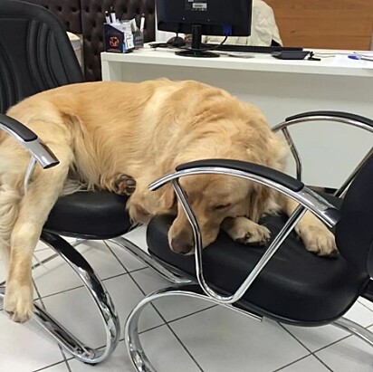 O cão está dormindo em cadeiras do estabelecimento.
