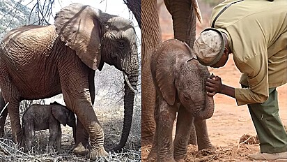 Elefante salva leva o seu filhote para apresentar aos seus resgatadores.