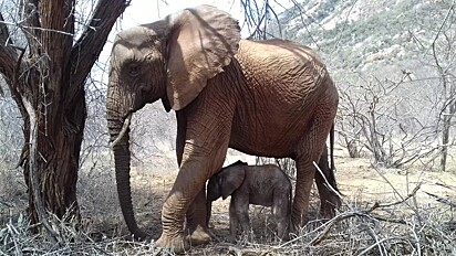 A elefanta Loijuk com o seu filhote.