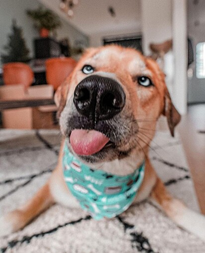 O cão está mostrando a língua.