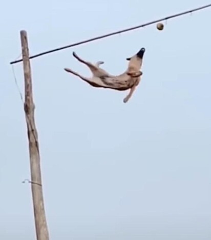 O cão está pulando durante uma acrobacia.