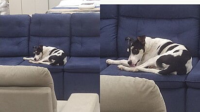 Cachorrinha entra em loja e se acomoda em sofá.