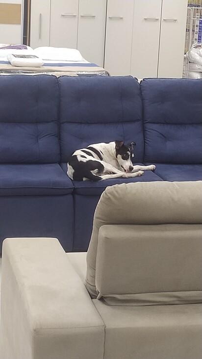 A cachorrinha foi flagrada deitada no sofá.