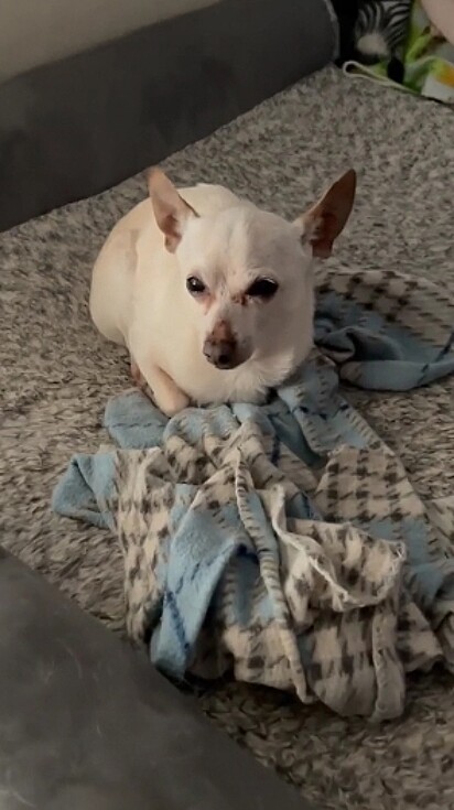 O cãozinho TobyKeith.