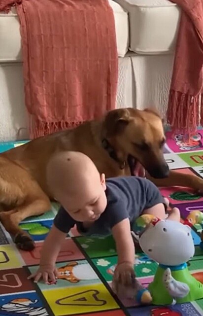O cão está deitado atrás do bebê.