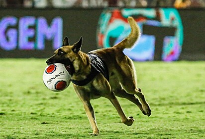 O cachorro está segurando a bola. 