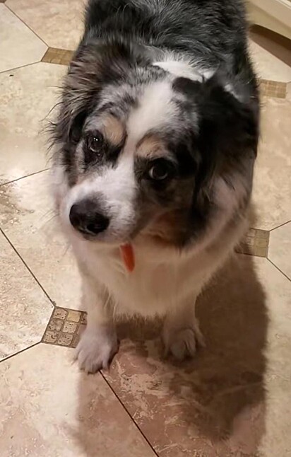 O cão está com uma cenoura na boca. 
