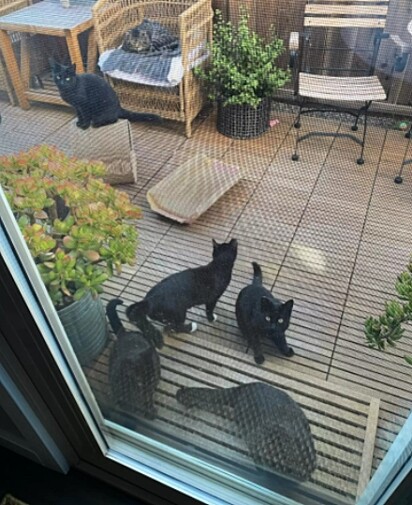 Os gatos estão no quintal de Nikki.