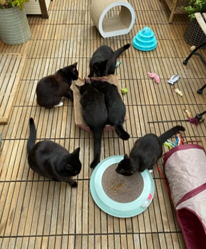 6 gatos pretos estão comendo.
