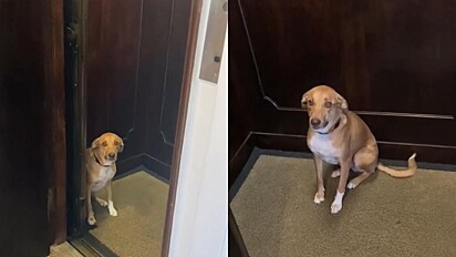 O doguinho se recusou a sair do elevador.