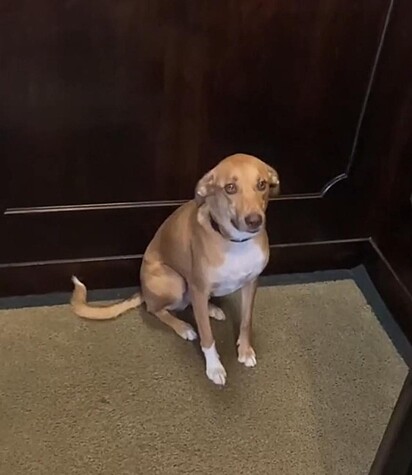 O cachorro está determinado a ficar no elevador.