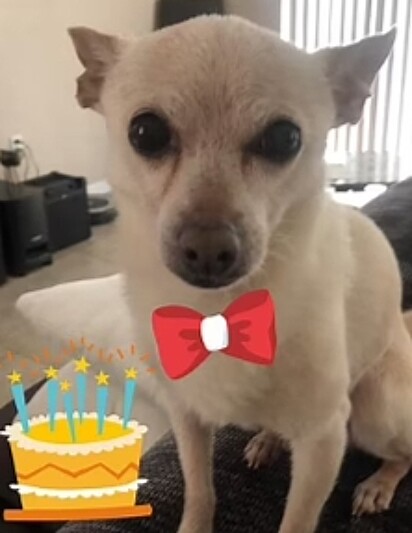 O cão está comemorando o aniversário.